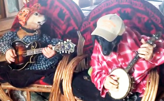 Dogs Play Bluegrass